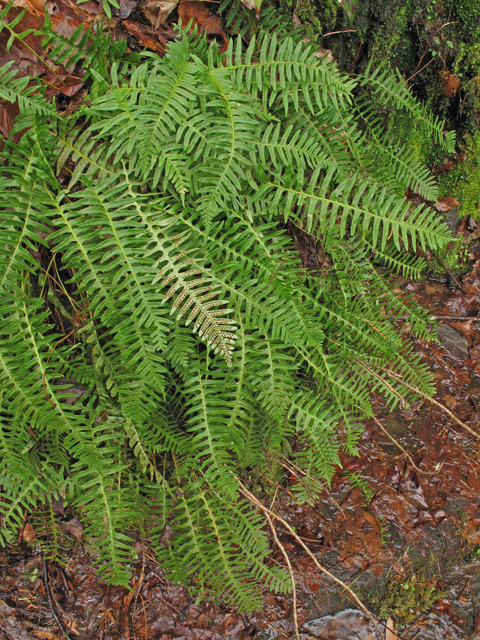 Polypodium appalachianum (Appalachian rockcap fern) #41512