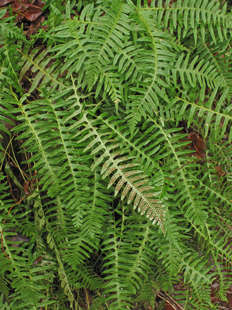 Polypodium appalachianum (Appalachian rockcap fern) #41513