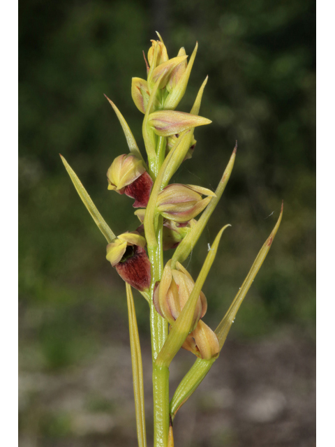 Pteroglossaspis ecristata (Giant orchid) #41514
