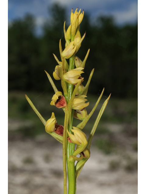 Pteroglossaspis ecristata (Giant orchid) #41515