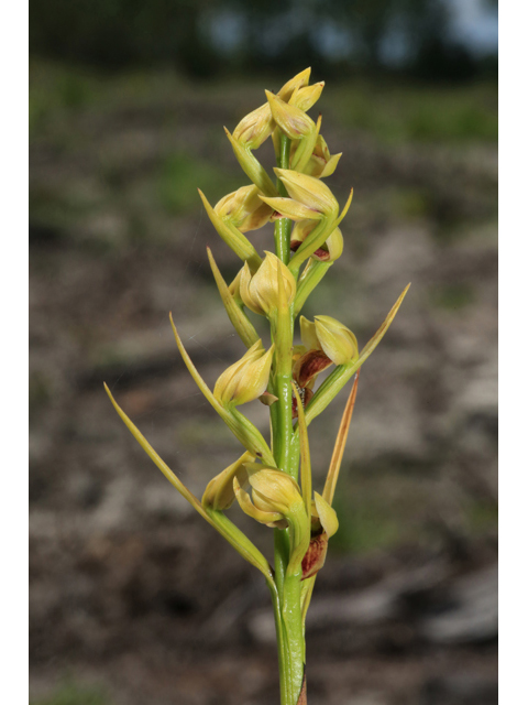 Pteroglossaspis ecristata (Giant orchid) #41516