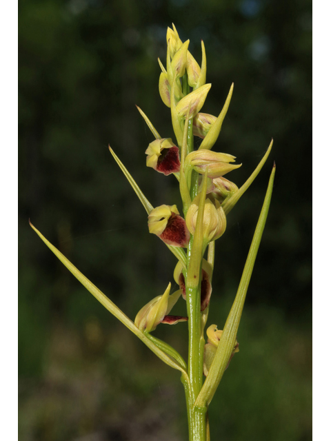 Pteroglossaspis ecristata (Giant orchid) #41517
