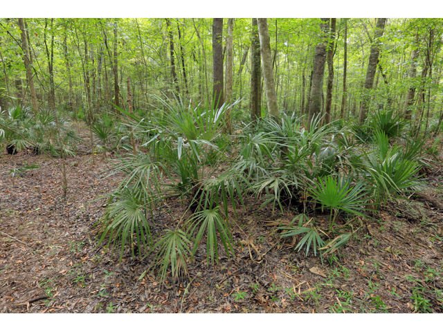 Rhapidophyllum hystrix (Needle palm) #41518