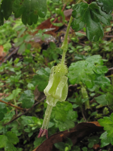 Ribes echinellum (Miccosukee gooseberry) #41519