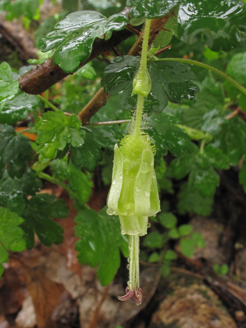 Ribes echinellum (Miccosukee gooseberry) #41520