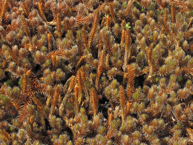 Selaginella rupestris (Rock spike-moss) #41529