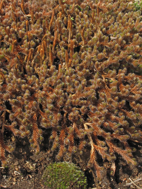 Selaginella rupestris (Rock spike-moss) #41530