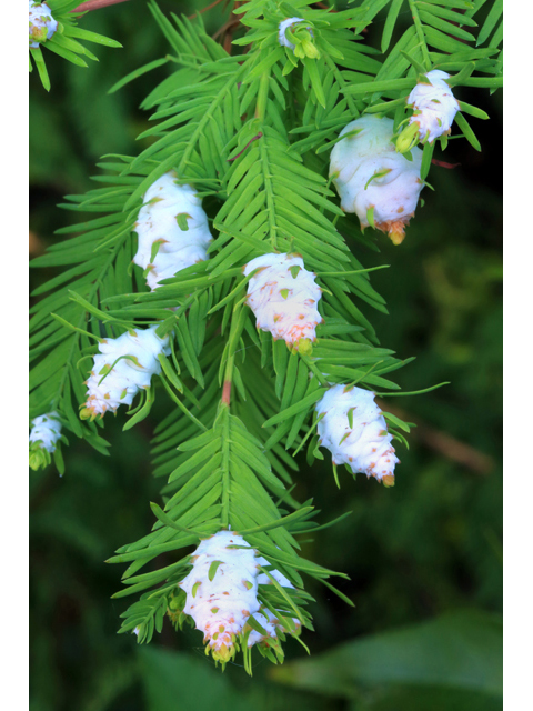 Taxodium distichum (Bald cypress) #41539