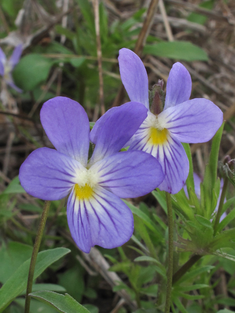 Viola bicolor (Field pansy) #41550