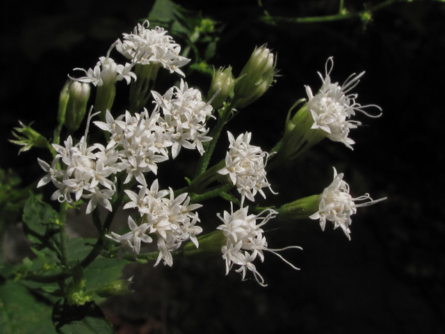 Ageratina altissima var. altissima (White snakeroot) #41856