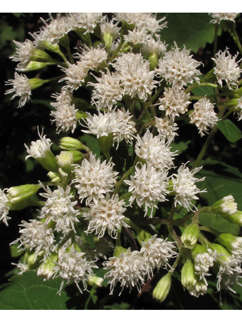 Ageratina altissima var. roanensis (Appalachian white snakeroot) #41858