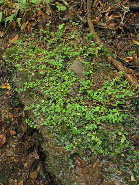 Chrysosplenium americanum (American golden saxifrage) #41869