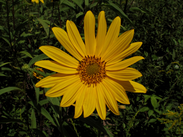 Helianthus resinosus (Resindot sunflower) #41885