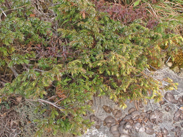 Juniperus communis var. depressa (Common juniper) #41896