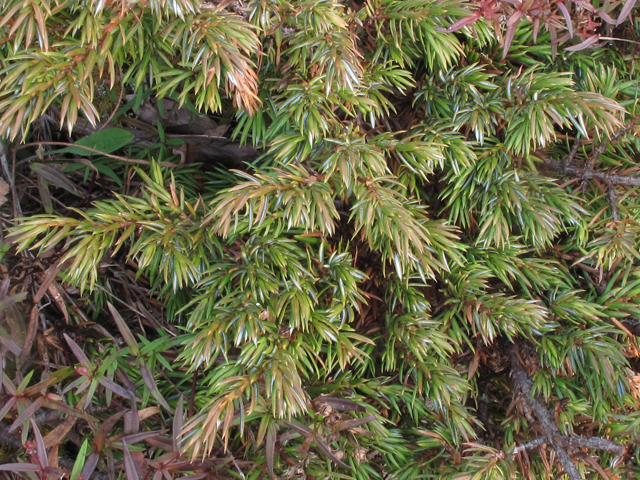 Juniperus communis var. depressa (Common juniper) #41897