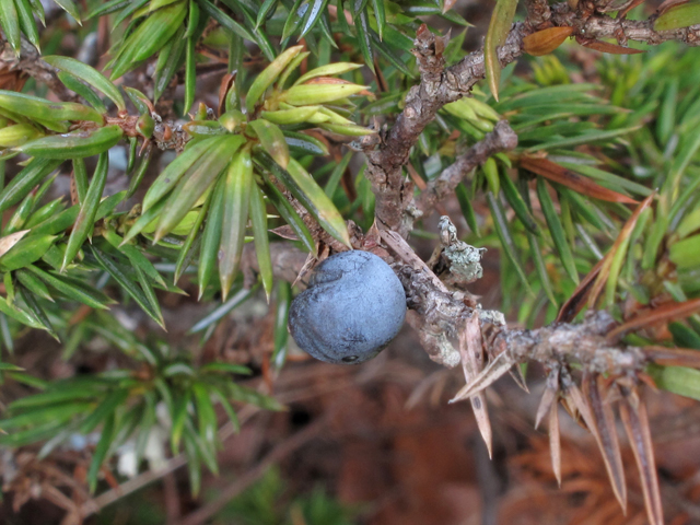 Juniperus communis var. depressa (Common juniper) #41898