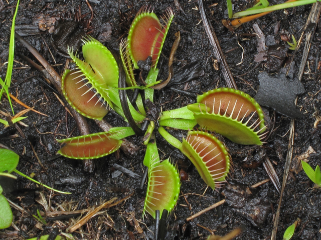 Dionaea muscipula (Venus flytrap) #41967