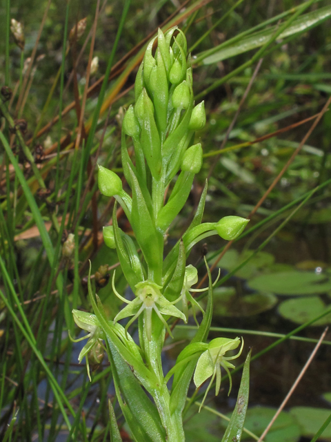 Habenaria repens (Waterspider bog orchid) #41973