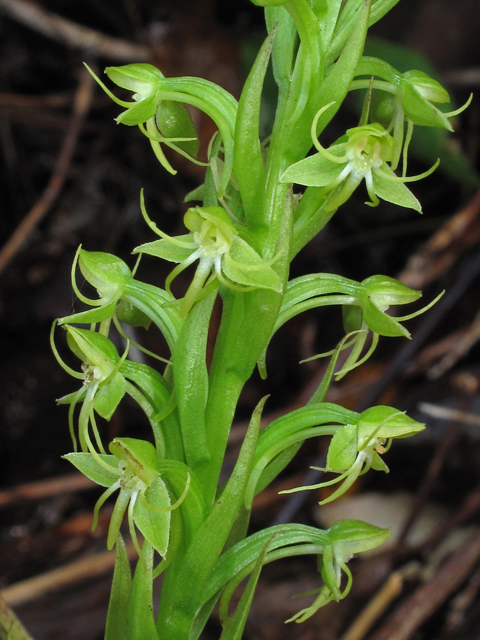 Habenaria repens (Waterspider bog orchid) #41974