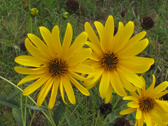 Helianthus laetiflorus (Cheerful sunflower) #41976