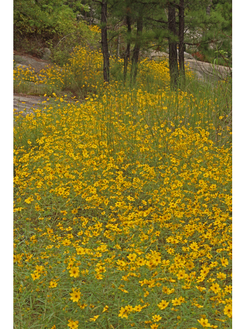Helianthus porteri (Confederate daisy) #41977