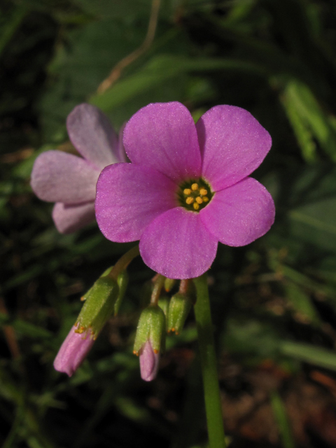 Oxalis violacea (Violet woodsorrel) #42008