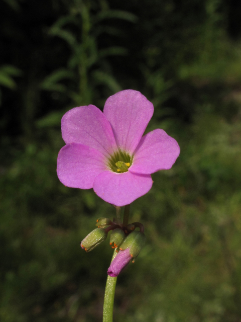 Oxalis violacea (Violet woodsorrel) #42009