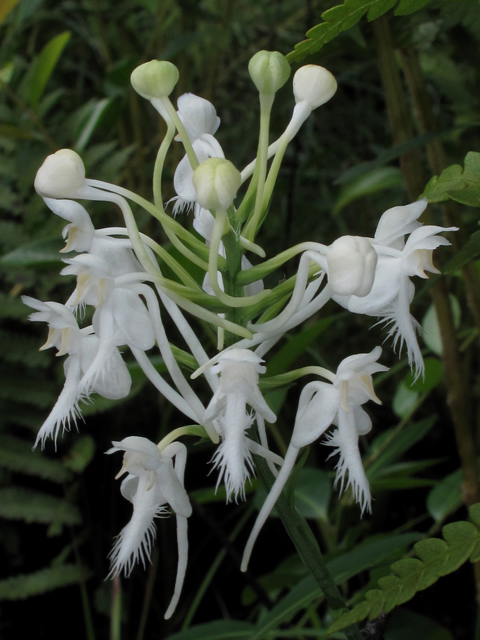 Platanthera blephariglottis var. conspicua (White fringed orchid) #42011
