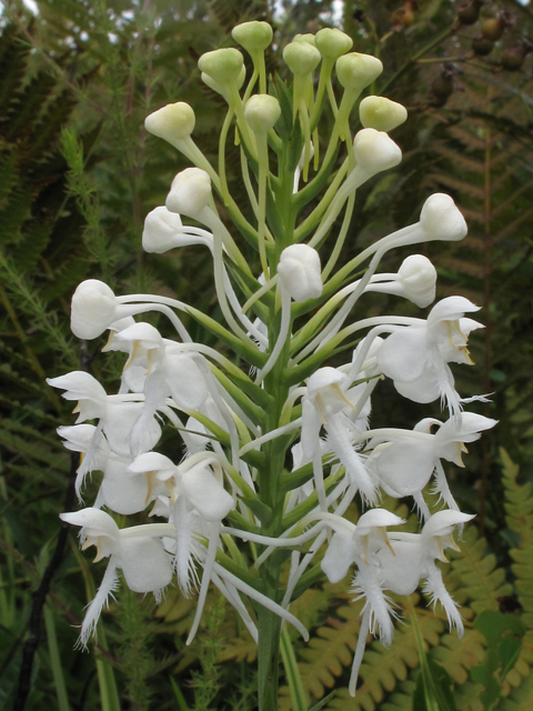 Platanthera blephariglottis var. conspicua (White fringed orchid) #42012