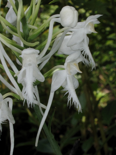 Platanthera blephariglottis var. conspicua (White fringed orchid) #42013