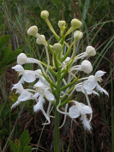 Platanthera blephariglottis var. conspicua (White fringed orchid) #42014