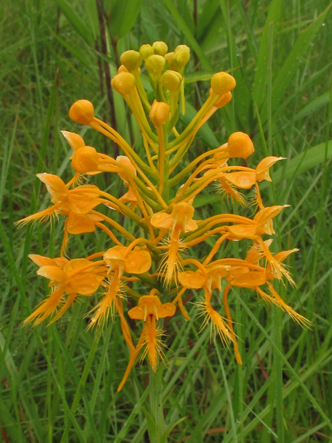 Platanthera ciliaris (Orange fringed orchid) #42019
