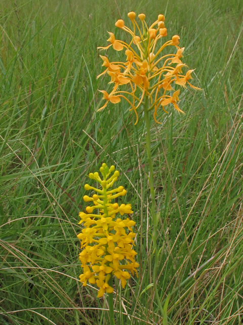 Platanthera integra (Yellow fringeless orchid) #42026