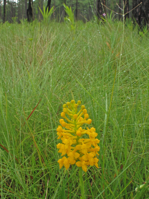 Platanthera integra (Yellow fringeless orchid) #42027