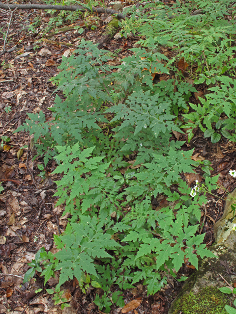 Polymnia johnbeckii (John beck's leafcup) #42033