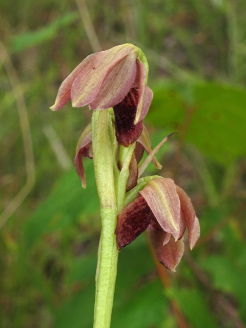 Pteroglossaspis ecristata (Giant orchid) #42039