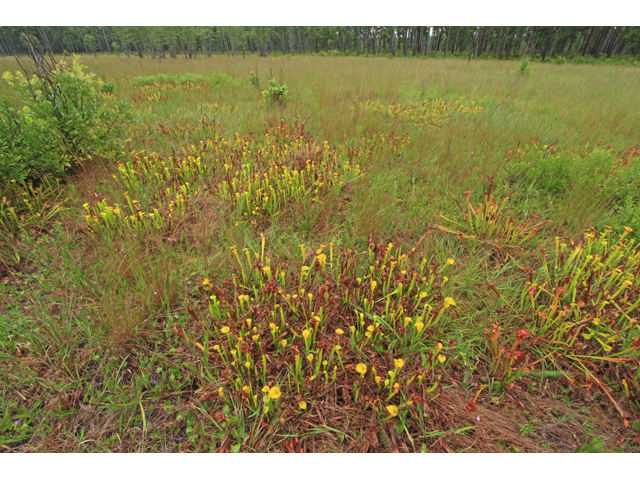 Sarracenia flava (Yellow pitcherplant) #42045