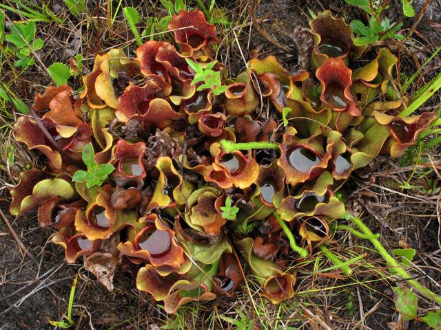 Sarracenia purpurea var. purpurea (Purple pitcherplant) #42046