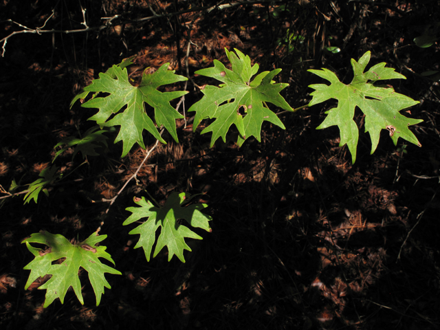 Vitis rotundifolia (Muscadine) #42049