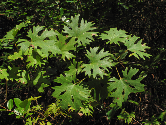Vitis rotundifolia (Muscadine) #42050