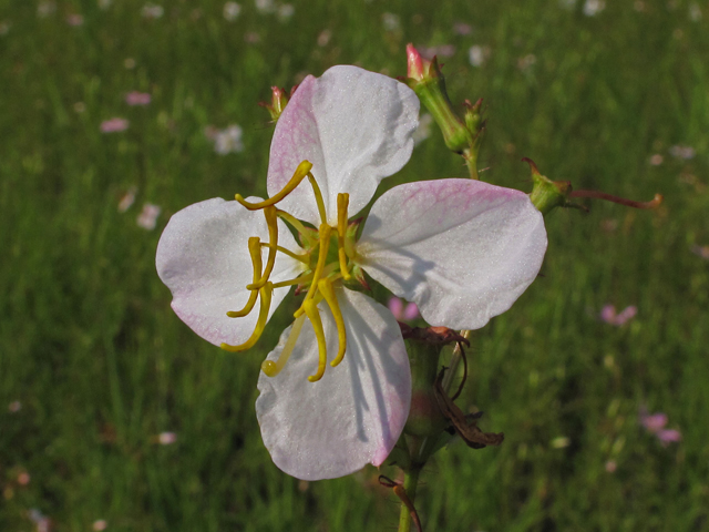Rhexia mariana var. mariana (Maryland meadow beauty) #42145