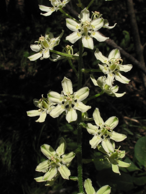 Veratrum virginicum (Virginia bunchflower) #42146