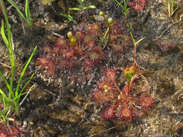 Drosera capillaris (Pink sundew) #42148