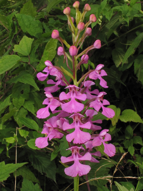 Platanthera peramoena (Purple fringeless orchid) #42174