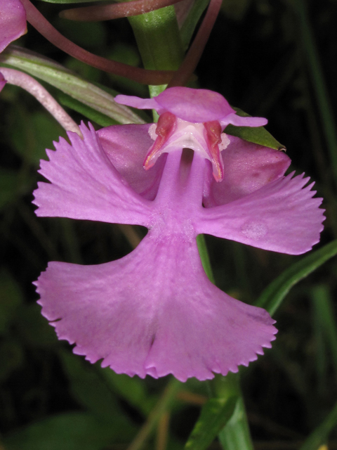 Platanthera peramoena (Purple fringeless orchid) #42175