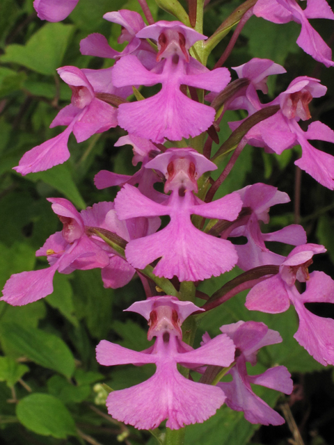 Platanthera peramoena (Purple fringeless orchid) #42184