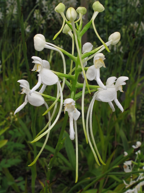 Platanthera integrilabia (White fringeless orchid) #42188