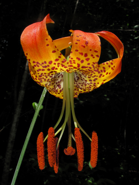 Lilium michauxii (Carolina lily) #42198
