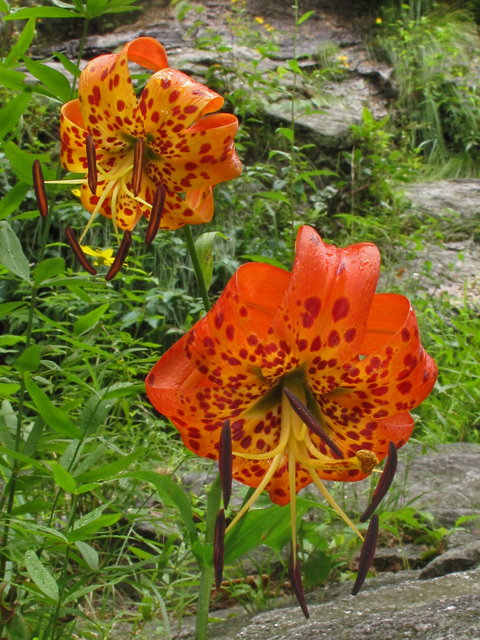 Lilium superbum (Turk's-cap lily) #42208