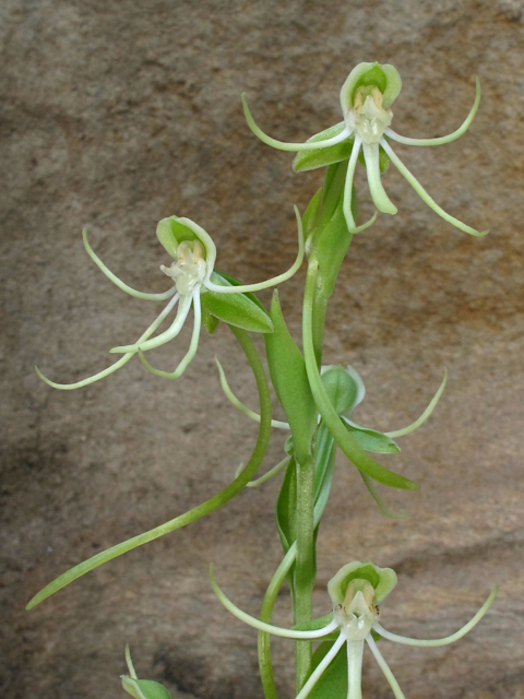 Habenaria quinqueseta (Longhorn bog orchid) #42219